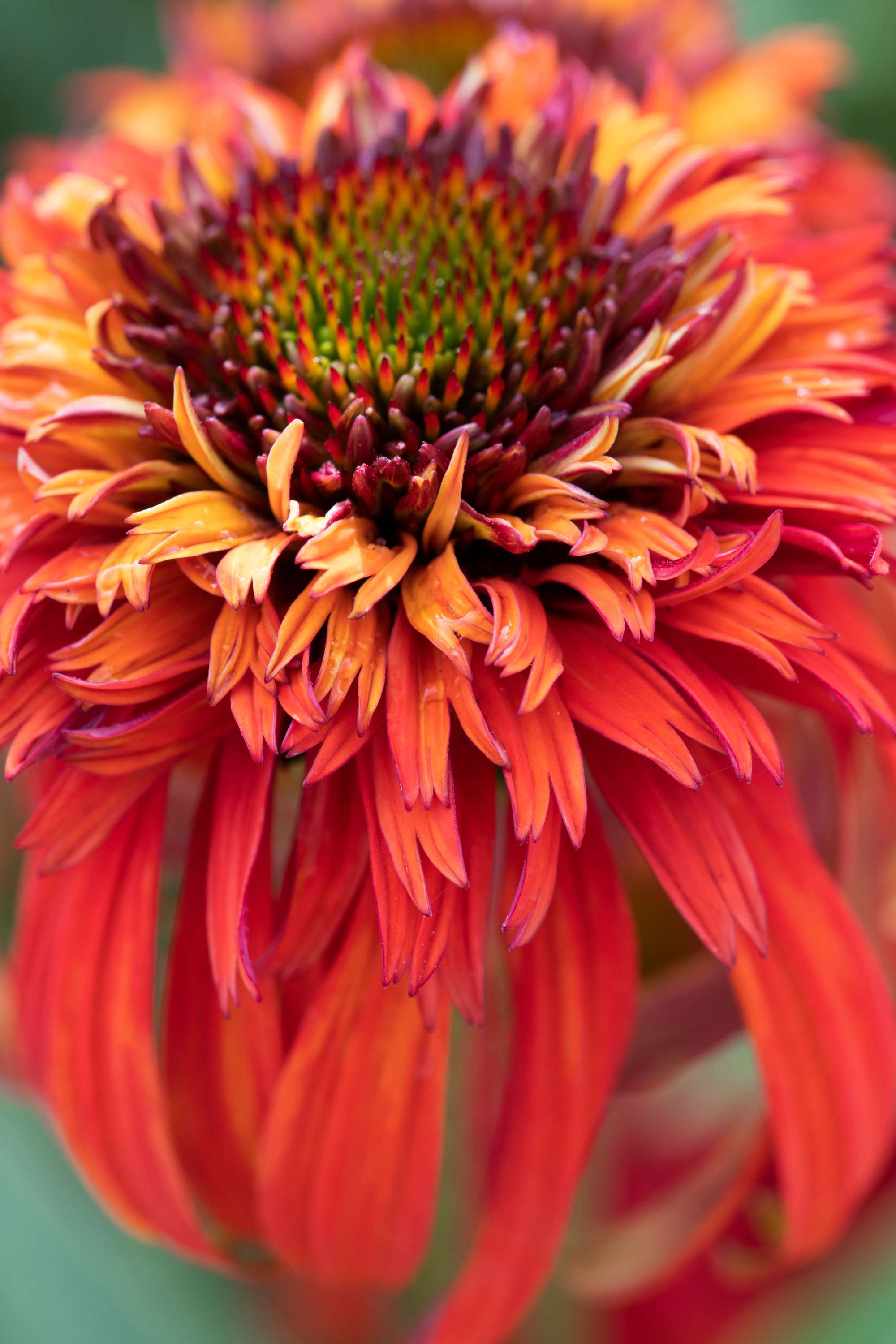 Röd solhatt Echinacea 'Hot Papaya'